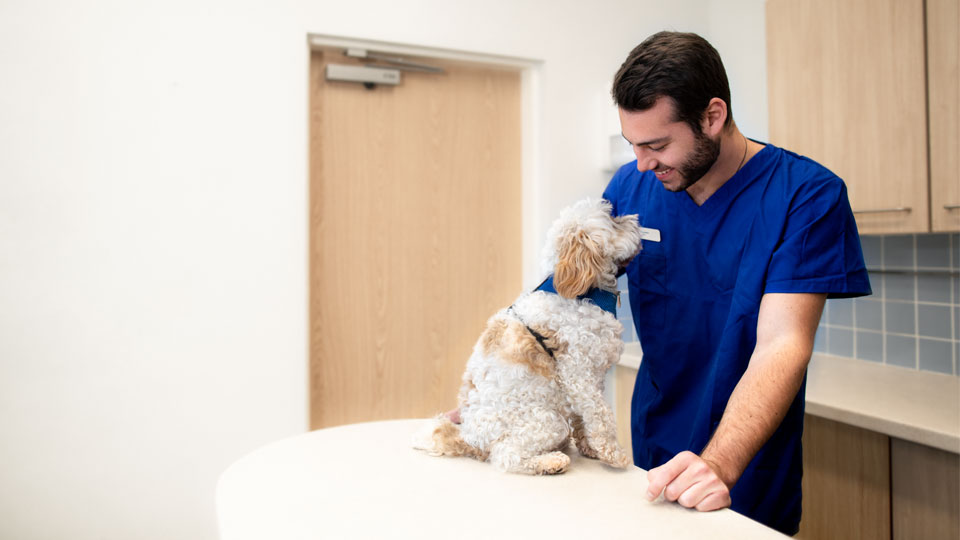 Odontología Avanzada