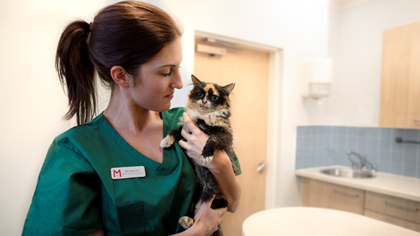 Vet nurse with black and ginger cat