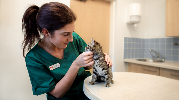 Nurse caring for tabby kitten