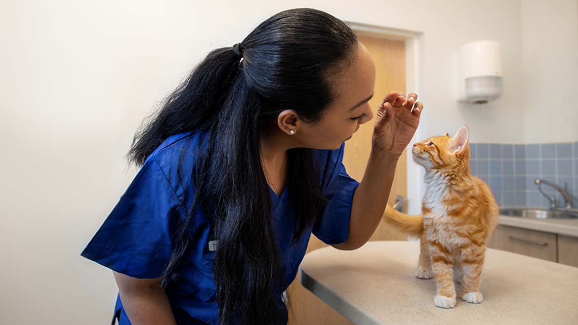 Medivet Graduate Development Plans 2019