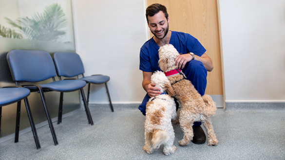 Small dog delighting vet