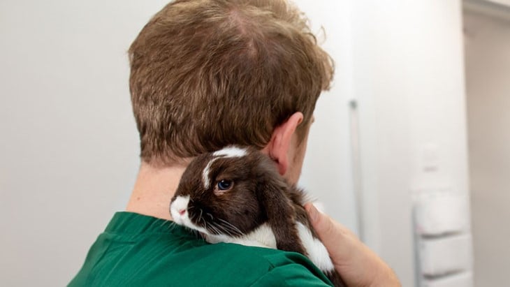Rabbit - exceptional care - big.jpg