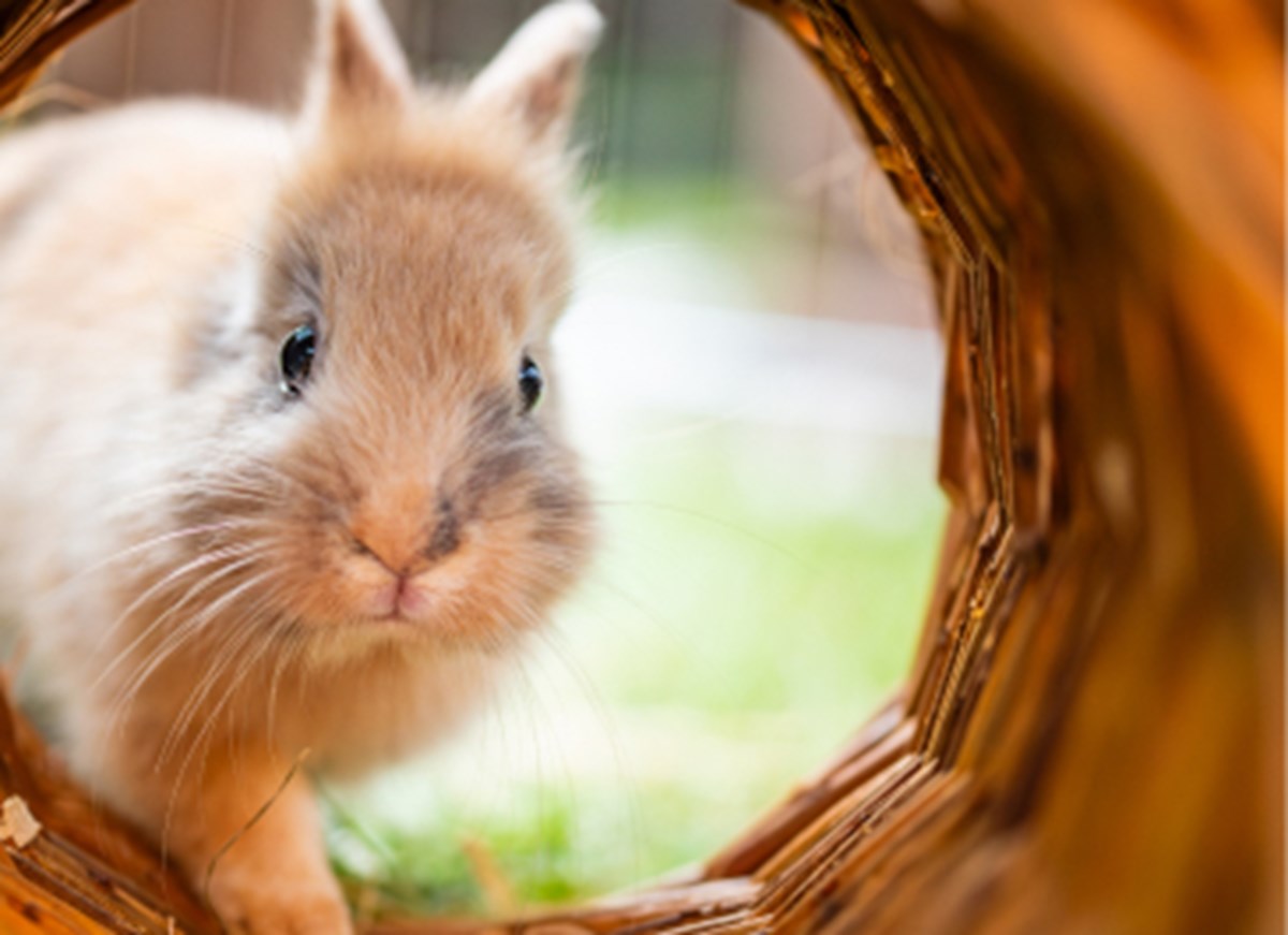 Medivet Rabbit Health Plan | Medivet UK
