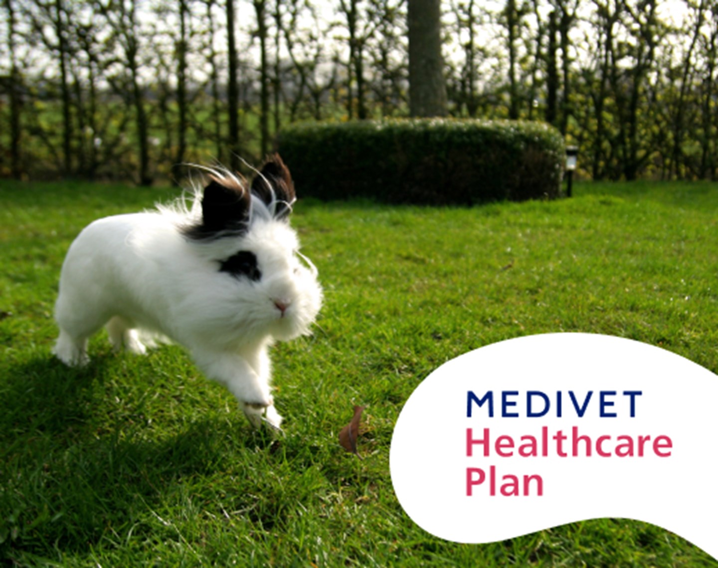 Medivet Rabbit Health Plan | Medivet UK