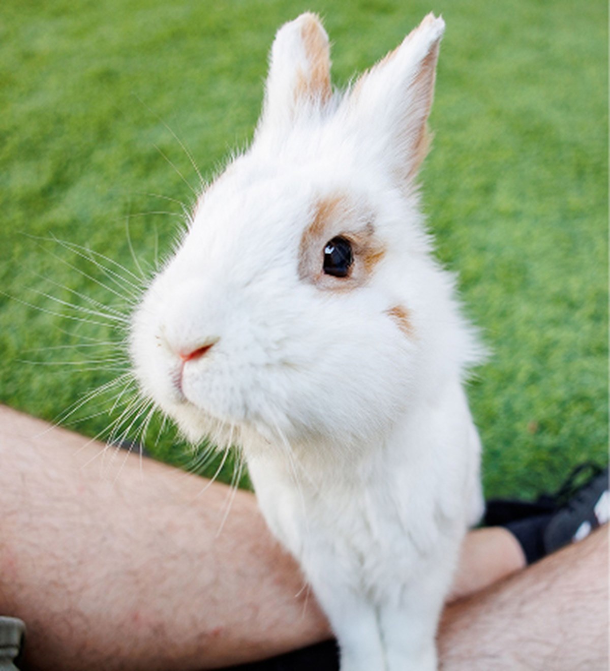 Medivet Rabbit Health Plan | Medivet UK