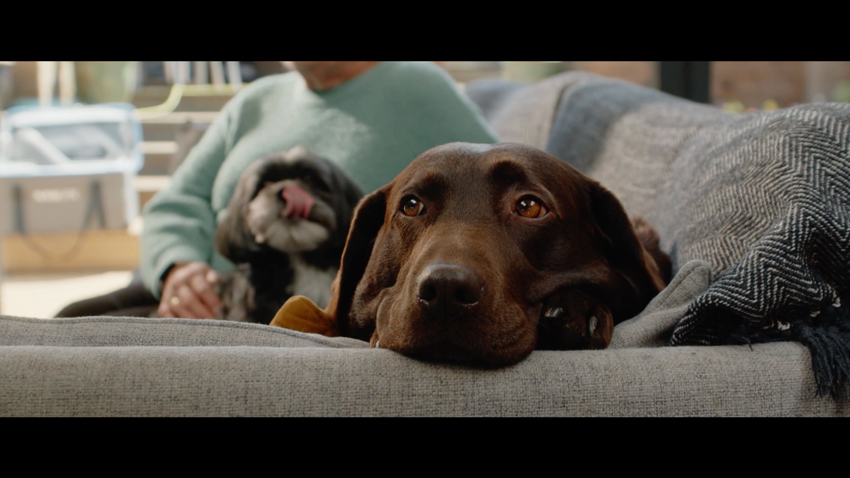 Medivet UK | Exceptional Care, Always There