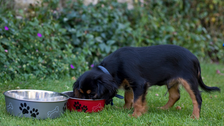 Asesoramiento nutricional para mascotas