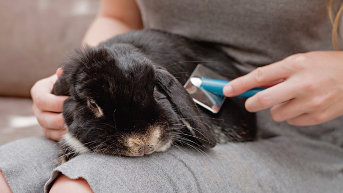 Rabbit Advice | Latest Rabbit Care Tips & Advice | Medivet