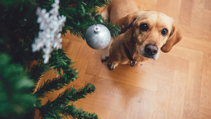 Brown dog under christmas tree.jpg