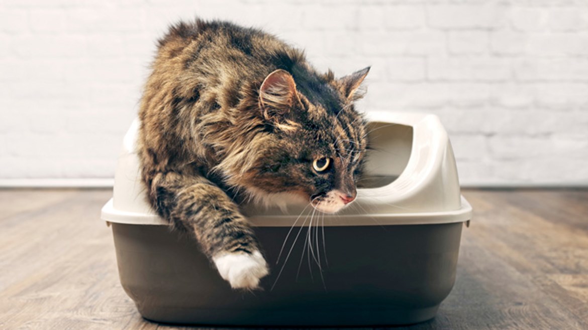 Toxoplasmosis in Cats Symptoms & Treatment Medivet