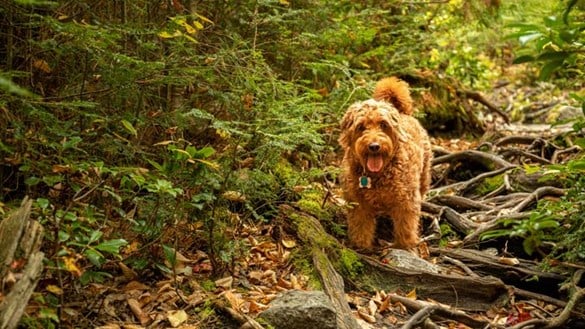 Brown fluffy dog walking outside in the woods
