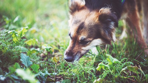 Brown dog sniffing grass outside