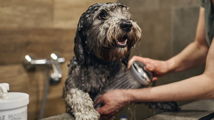 Grooming Dogs for Cold Weather | Winter Dog Care | Medivet