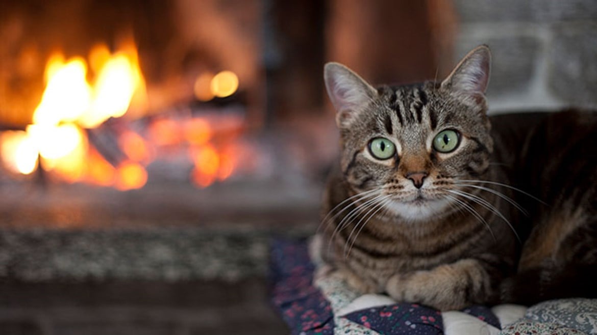 Caring for Cats in Cold Weather Can Cats Catch Colds? Medivet