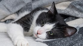 Cat resting in blanket