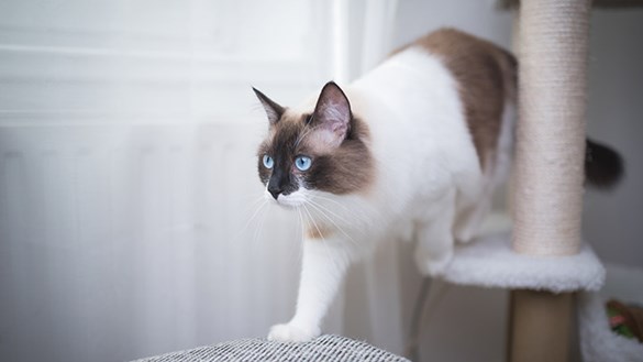 Cat on tree tower