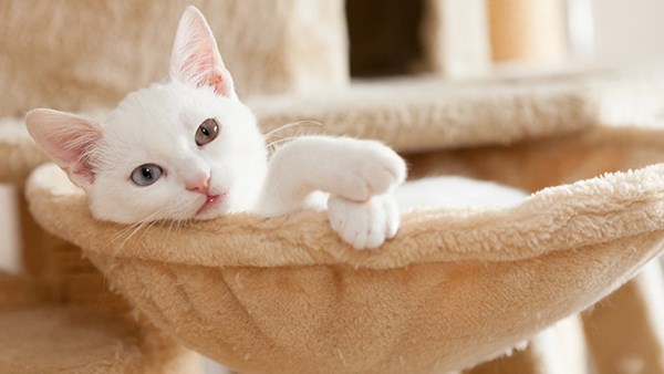 Cat relaxing in tower