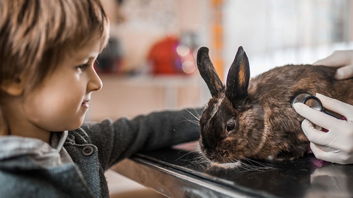 Rabbit Care Guide Rabbit First Time Owner