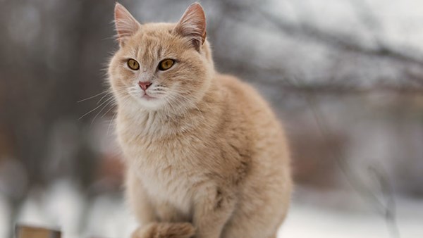 Pensive cat in the snow