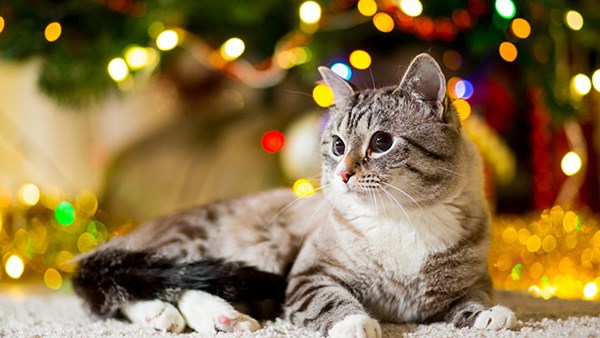 Cat sits looking at decorations