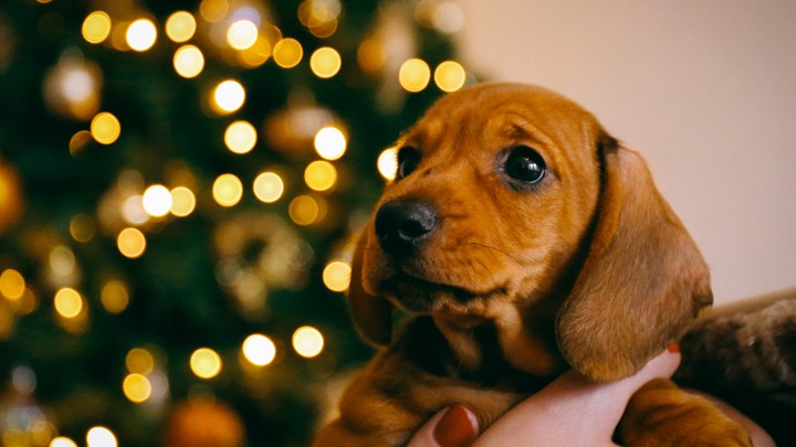 Puppy at christmas.jpg