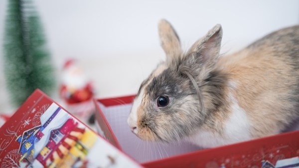 Rabbit at christmas
