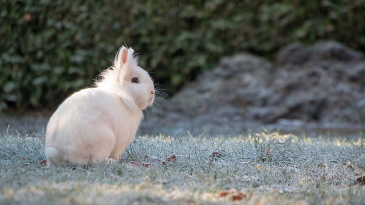 Caring for Outdoor Rabbits in Cold Winter Snow Weather Medivet