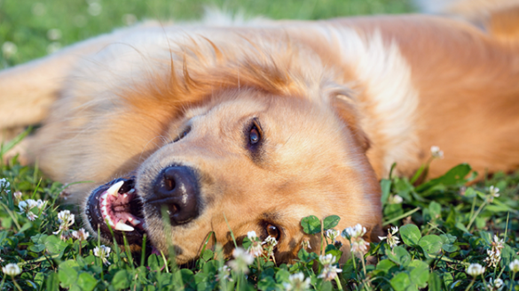 Dog lying on grass