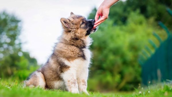 puppy getting a treat