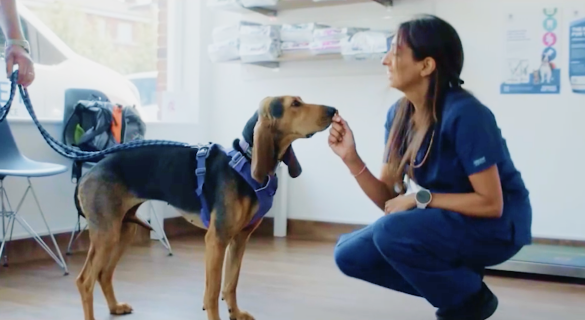 Traumatología veterinaria